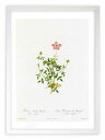 最大100%ポイントバック!限定抽選 版画 絵画 ロサ・インディカ・プミラ ルドゥーテ ボタニカル 薔薇 バラ インテリア 額入り 額装込 風景画 油絵 ポスタ...