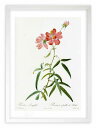 【抽選ポイント100%バック】版画 絵画 ロサ・ロンギフォリア ルドゥーテ ボタニカル 薔薇 バラ インテリア 額入り 額装込 風景画 油絵 ポスター アート ...