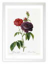 最大100%ポイントバック!限定抽選 版画 絵画 ロサ・ガリカ ルドゥーテ ボタニカル 薔薇 バラ インテリア 額入り 額装込 風景画 油絵 ポスター アート ...