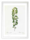 最大100%ポイントバック!限定抽選 版画 絵画 ロサ・アキフィラ ルドゥーテ ボタニカル 薔薇 バラ インテリア 額入り 額装込 風景画 油絵 ポスター アー...