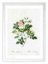 最大100%ポイントバック!限定抽選 版画 絵画 ロサ・マルムンダリエンシス ルドゥーテ ボタニカル 薔薇 バラ インテリア 額入り 額装込 風景画 油絵 ポス...