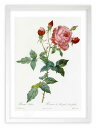 版画 絵画 ロサ・インディカ ルドゥーテ ボタニカル 薔薇 バラ インテリア 額入り 額装込 風景画 油絵 ポスター アート アートパネル リビング 玄関 プレ...