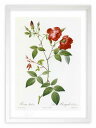 最大100%ポイントバック!限定抽選 版画 絵画 ロサ・インディカ ルドゥーテ ボタニカル 薔薇 バラ インテリア 額入り 額装込 風景画 油絵 ポスター アー...
