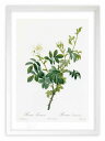 版画 絵画 ロサ・トメントーサ ルドゥーテ ボタニカル 薔薇 バラ インテリア 額入り 額装込 風景画 油絵 ポスター アート アートパネル リビング 玄関 プ...