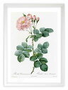 最大100%ポイントバック!限定抽選 版画 絵画 ロサ・ダマスケナ・アウロラ ルドゥーテ ボタニカル 薔薇 バラ インテリア 額入り 額装込 風景画 油絵 ポス...