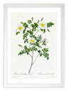 最大100%ポイントバック!限定抽選 版画 絵画 ロサ・カンドレアナ・エレガンス ルドゥーテ ボタニカル 薔薇 バラ インテリア 額入り 額装込 風景画 油絵 ...