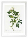 最大100%ポイントバック!限定抽選 版画 絵画 ロサ・カニーナ・ニテンス ルドゥーテ ボタニカル 薔薇 バラ インテリア 額入り 額装込 風景画 油絵 ポスタ...