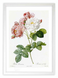 版画 絵画 ロサ・ダマスケナ ルドゥーテ ボタニカル 薔薇 バラ インテリア 額入り 額装込 風景画 油絵 ポスター アート アートパネル リビング 玄関 プレゼント モダン アートフレーム 飾る おしゃれ 壁掛け 絵