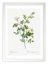 最大100%ポイントバック!限定抽選 版画 絵画 ロサ・セピウム・ロセア ルドゥーテ ボタニカル 薔薇 バラ インテリア 額入り 額装込 風景画 油絵 ポスター...