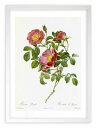 版画 絵画 ロサ・プミラ ルドゥーテ ボタニカル 薔薇 バラ インテリア 額入り 額装込 風景画 油絵 ポスター アート アートパネル リビング 玄関 プレゼント モダン アートフレーム 飾る おしゃれ 壁掛け 絵