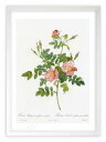 最大100%ポイントバック!限定抽選 版画 絵画 ロサ・ルビギノーサ・フローレ・セミプレノ ルドゥーテ ボタニカル 薔薇 バラ インテリア 額入り 額装込 風景...