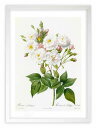 最大100%ポイントバック!限定抽選 版画 絵画 ロサ・ノワゼッティアーナ ルドゥーテ ボタニカル 薔薇 バラ インテリア 額入り 額装込 風景画 油絵 ポスタ...