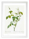 最大100%ポイントバック!限定抽選 版画 絵画 ロサ・インディカ・スバルバ ルドゥーテ ボタニカル 薔薇 バラ インテリア 額入り 額装込 風景画 油絵 ポス...