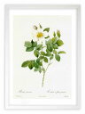 版画 絵画 ロサ・ゲミナータ ルドゥーテ ボタニカル 薔薇 バラ インテリア 額入り 額装込 風景画 油絵 ポスター アート アートパネル リビング 玄関 プレ...