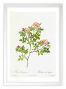 【抽選ポイント100%バック】版画 絵画 ロサ・ドゥメトルム ルドゥーテ ボタニカル 薔薇 バラ インテリア 額入り 額装込 風景画 油絵 ポスター アート ア...