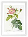 最大100%ポイントバック!限定抽選 版画 絵画 ロサ・トメントーサ ルドゥーテ ボタニカル 薔薇 バラ インテリア 額入り 額装込 風景画 油絵 ポスター ア...