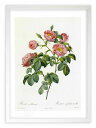 最大100%ポイントバック!限定抽選 版画 絵画 ロサ・モリッシマ ルドゥーテ ボタニカル 薔薇 バラ インテリア 額入り 額装込 風景画 油絵 ポスター アー...