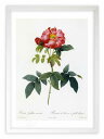 最大100%ポイントバック!限定抽選 版画 絵画 ロサ・ガリカ・カエルエア ルドゥーテ ボタニカル 薔薇 バラ インテリア 額入り 額装込 風景画 油絵 ポスタ...