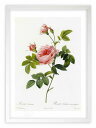 最大100%ポイントバック!限定抽選 版画 絵画 ロサ・イネルミス ルドゥーテ ボタニカル 薔薇 バラ インテリア 額入り 額装込 風景画 油絵 ポスター アー...