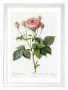 版画 絵画 ロサ・ガリカ・グラナトゥス ルドゥーテ ボタニカル 薔薇 バラ インテリア 額入り 額装込 風景画 油絵 ポスター アート アートパネル リビング ...