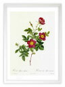 版画 絵画 ロサ・アルピナ・ウルガーリス ルドゥーテ ボタニカル 薔薇 バラ インテリア 額入り 額装込 風景画 油絵 ポスター アート アートパネル リビング 玄関 プレゼント モダン アートフレーム 飾る おしゃれ 壁掛け 絵
