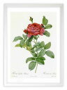 最大100%ポイントバック!限定抽選 版画 絵画 ロサ・ガリカ・ポンティアーナ ルドゥーテ ボタニカル 薔薇 バラ インテリア 額入り 額装込 風景画 油絵 ポ...