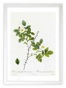 版画 絵画 ロサ・スピヌリフォリア・デマトラティアナ ルドゥーテ ボタニカル 薔薇 バラ インテリア 額入り 額装込 風景画 油絵 ポスター アート アートパネ...