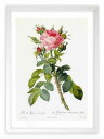 最大100%ポイントバック!限定抽選 版画 絵画 ロサ・ビフェラ・マクロカルパ ルドゥーテ ボタニカル 薔薇 バラ インテリア 額入り 額装込 風景画 油絵 ポ...