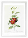 最大100%ポイントバック!限定抽選 版画 絵画 ロサ・アルピナ・デビリス ルドゥーテ ボタニカル 薔薇 バラ インテリア 額入り 額装込 風景画 油絵 ポスタ...