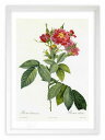 最大100%ポイントバック!限定抽選 版画 絵画 ロサ・レリティエラーネア ルドゥーテ ボタニカル 薔薇 バラ インテリア 額入り 額装込 風景画 油絵 ポスタ...