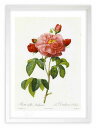 版画 絵画 ロサ・ガリカ・アウレリアネンシス ルドゥーテ ボタニカル 薔薇 バラ インテリア 額入り 額装込 風景画 油絵 ポスター アート アートパネル リビ...
