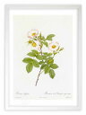 最大100%ポイントバック!限定抽選 版画 絵画 ロサ・スティローサ ルドゥーテ ボタニカル 薔薇 バラ インテリア 額入り 額装込 風景画 油絵 ポスター ア...