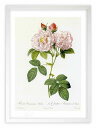 最大100%ポイントバック!限定抽選 版画 絵画 ロサ・ダマスケナ・イタリカ ルドゥーテ ボタニカル 薔薇 バラ インテリア 額入り 額装込 風景画 油絵 ポス...