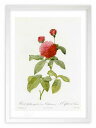 最大100%ポイントバック!限定抽選 版画 絵画 ロサ・ガリカ・アガタ ルドゥーテ ボタニカル 薔薇 バラ インテリア 額入り 額装込 風景画 油絵 ポスター ...