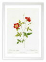 最大100%ポイントバック!限定抽選 版画 絵画 ロサ・インディカ・ステリゲラ ルドゥーテ ボタニカル 薔薇 バラ インテリア 額入り 額装込 風景画 油絵 ポ...