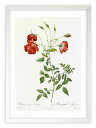版画 絵画 ロサ・インディカ・セルトゥラータ ルドゥーテ ボタニカル 薔薇 バラ インテリア 額入り 額装込 風景画 油絵 ポスター アート アートパネル リビング 玄関 プレゼント モダン アートフレーム 飾る おしゃれ 壁掛け 絵