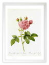 最大100%ポイントバック!限定抽選 版画 絵画 ロサ・ガリカ・アガタ ルドゥーテ ボタニカル 薔薇 バラ インテリア 額入り 額装込 風景画 油絵 ポスター ...