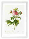 最大100%ポイントバック!限定抽選 版画 絵画 ロサ・ガリカ・アガタ ルドゥーテ ボタニカル 薔薇 バラ インテリア 額入り 額装込 風景画 油絵 ポスター ...