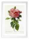 版画 絵画 ロサ・ガリカ・フローレ・ギガンテオ ルドゥーテ ボタニカル 薔薇 バラ インテリア 額入り 額装込 風景画 油絵 ポスター アート アートパネル リビング 玄関 プレゼント モダン アートフレーム 飾る おしゃれ 壁掛け 絵