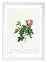 版画 絵画 ロサ・ビフェラ・プミラ ルドゥーテ ボタニカル 薔薇 バラ インテリア 額入り 額装込 風景画 油絵 ポスター アート アートパネル リビング 玄関...