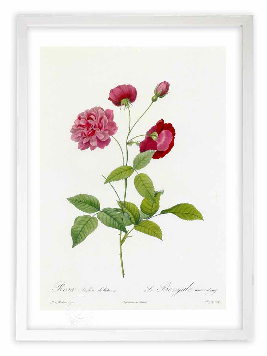 版画 絵画 ロサ・インディカ・ディコトマ ルドゥーテ ボタニカル 薔薇 バラ インテリア 額入り 額装込 風景画 油絵 ポスター アート アートパネル リビング 玄関 プレゼント モダン アートフレーム 飾る Mサイズ おしゃれ 壁掛け 絵