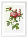 版画 絵画 ロサ・ケンティフォリア・プロリフェラ・フォリアケア ルドゥーテ ボタニカル 薔薇 バラ インテリア 額入り 額装込 風景画 油絵 ポスター アート ...