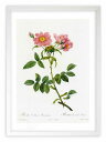 最大100%ポイントバック!限定抽選 版画 絵画 ロサ・コリナ・モンソニアーナ ルドゥーテ ボタニカル 薔薇 バラ インテリア 額入り 額装込 風景画 油絵 ポ...