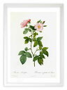 最大100%ポイントバック!限定抽選 版画 絵画 ロサ・ルビフォリア ルドゥーテ ボタニカル 薔薇 バラ インテリア 額入り 額装込 風景画 油絵 ポスター ア...