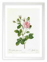 版画 絵画 ロサ・ガリカ・アガタ・インカルナータ ルドゥーテ ボタニカル 薔薇 バラ インテリア 額入り 額装込 風景画 油絵 ポスター アート アートパネル リビング 玄関 プレゼント モダン アートフレーム 飾る おしゃれ 壁掛け 絵