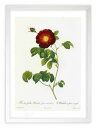 版画 絵画 ロサ・ガリカ・マヘカ ルドゥーテ ボタニカル 薔薇 バラ インテリア 額入り 額装込 風景画 油絵 ポスター アート アートパネル リビング 玄関 ...