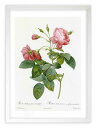版画 絵画 ロサ・レクリナータ・フローレ・スブムルティプリキ ルドゥーテ ボタニカル 薔薇 バラ インテリア 額入り 額装込 風景画 油絵 ポスター アート ア...