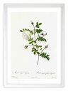 最大100%ポイントバック!限定抽選 版画 絵画 ロサ・ヒスピダ・アルゲンテア ルドゥーテ ボタニカル 薔薇 バラ インテリア 額入り 額装込 風景画 油絵 ポ...