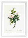 最大100%ポイントバック!限定抽選 版画 絵画 ロサ・ウェンテナティアーナ ルドゥーテ ボタニカル 薔薇 バラ インテリア 額入り 額装込 風景画 油絵 ポス...