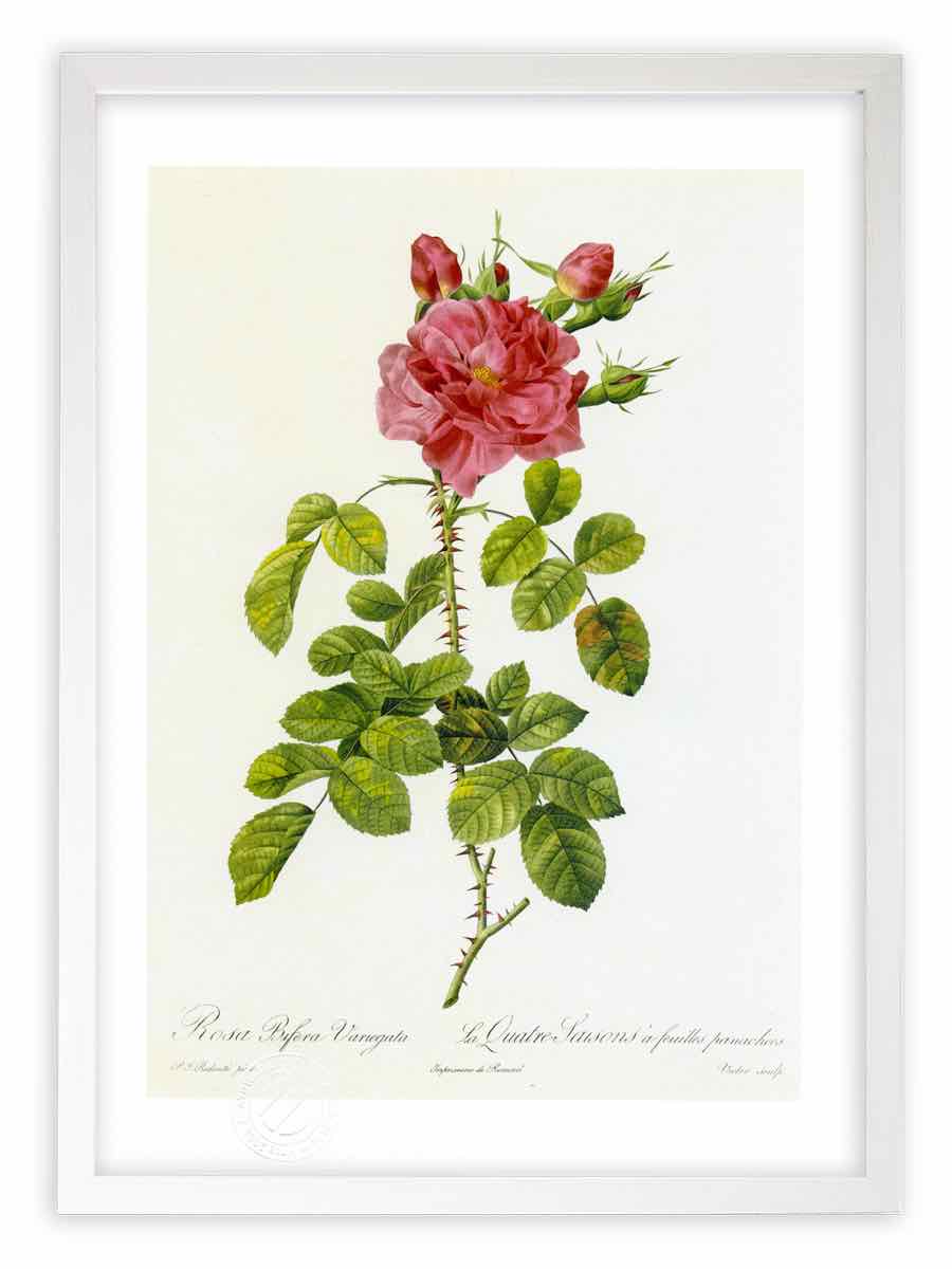 版画 絵画 ロサ・ビフェラ・ウァリエガータ ルドゥーテ ボタニカル 薔薇 バラ インテリア 額入り 額装込 風景画 油絵 ポスター アート アートパネル リビング 玄関 プレゼント モダン アートフレーム 飾る Mサイズ おしゃれ 壁掛け 絵